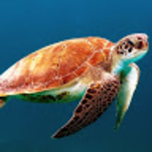 Meet your Posher, Maeve